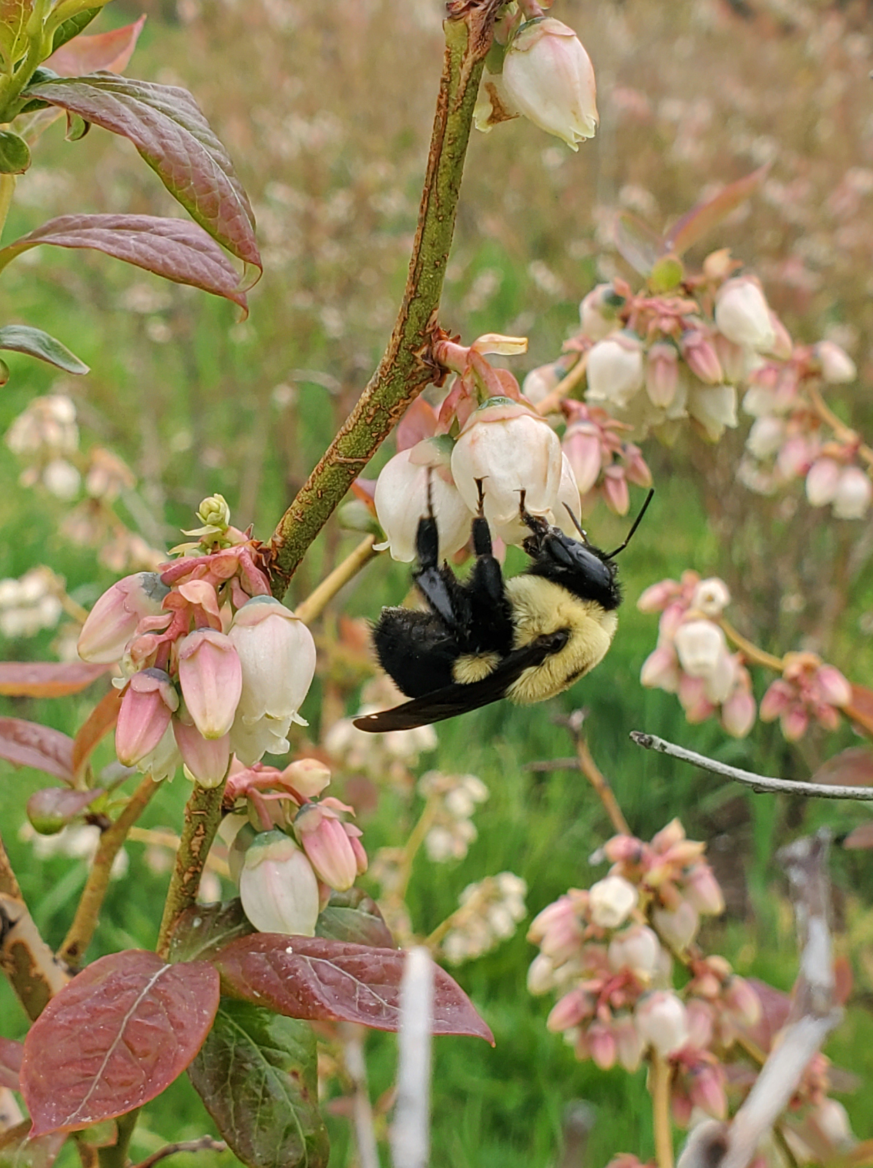 Blueberry and bee.